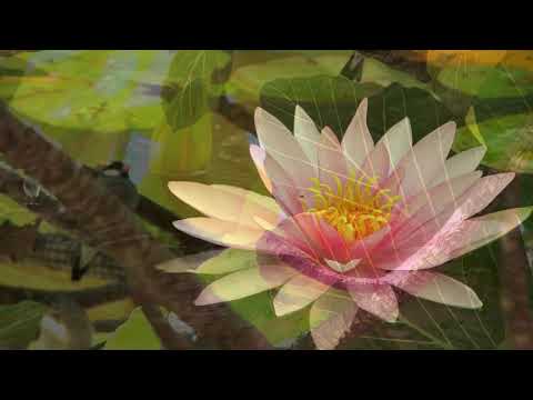 Ecologie - Rainforest Dance | Zazen Meditation Music