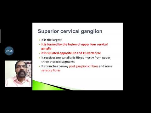22. Cervical sympathetic chain