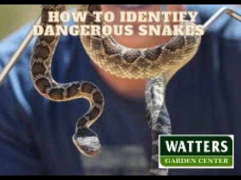 庭にいる危険なヘビを見分ける方法