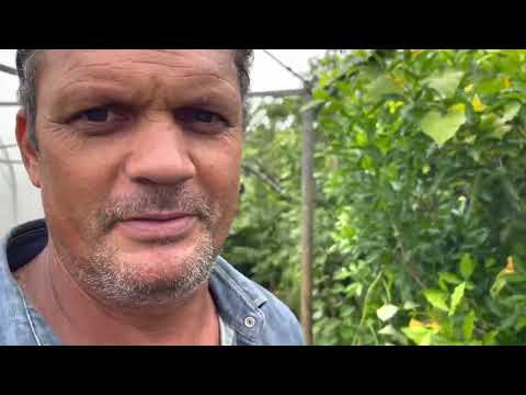 Local herbal tea: Kinkéliba to lose weight around the stomach