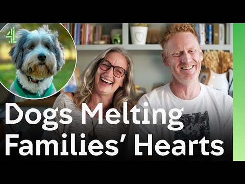 Adopted Dogs Melt Families' Hearts and Changes Their Lives Forever | The Dog House 🐶