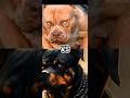 PITBULL VS ROTTWEILER DOBERMAN AMERICAN PITBULL WOLFDOG MOST DANGEROUS DOG BREED