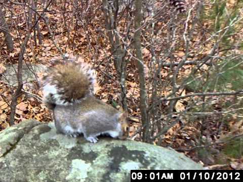 Squirrel video taken with a scout cam