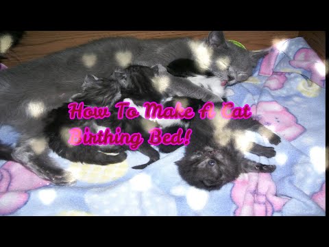 How To Make A Cat Birthing Box! 😻