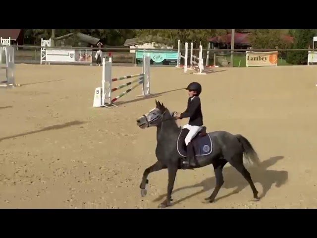 Merrie Franse rijpony PFS Te koop 2018 Schimmel ,  Juke Box du Buhot, PFS