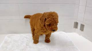 トイプードルの動画01