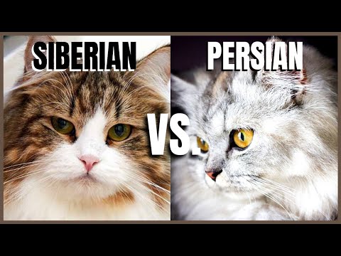Siberian Cat VS. Persian Cat - YouTube