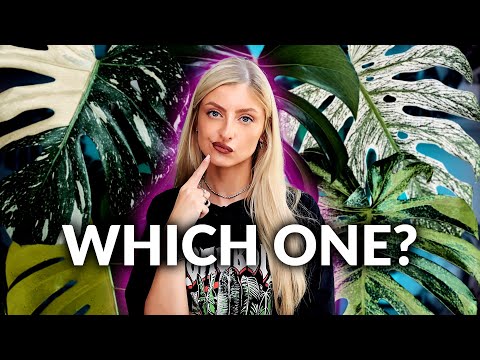 Every Type of Monstera Deliciosa Explained (And Which One to Buy)