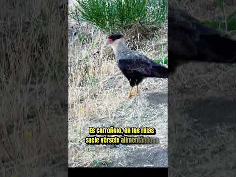 Don Carancho, el elegante