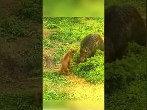 Jabali vs Perro: La Pelea Que Nadie Quería