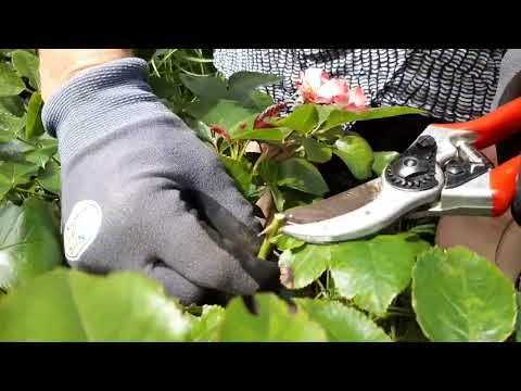 Verblühte Rosen zurückschneiden