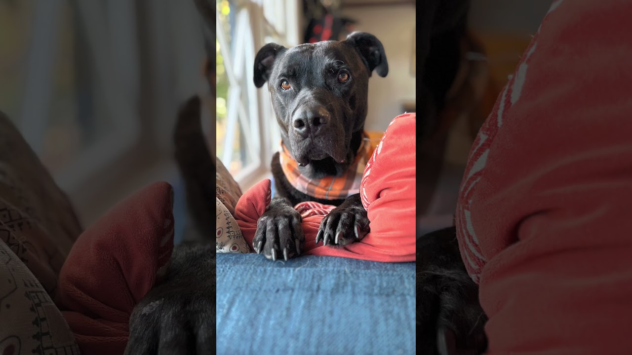 Enlarge Crowley, a ADOPTABLE mixed breed in Franklin, TN video 6/6