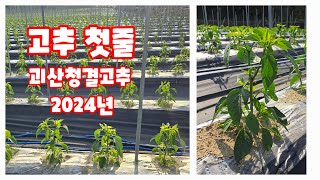 괴산청결고추 첫줄 집게 장단점 괴산고추 괴산농튜브 동아리 유튜브 [고추재배방법]