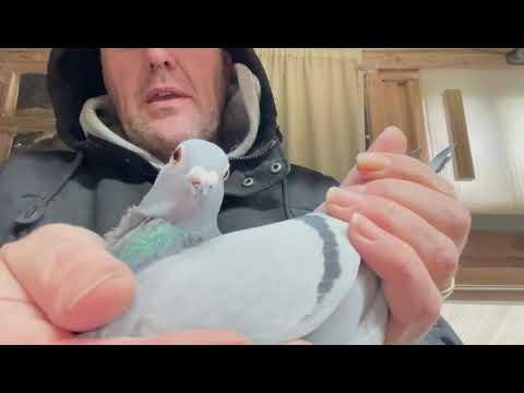 Lot 02  ZwolsPigeons.com