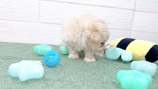 ハーフ犬の動画01