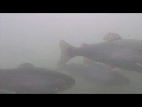 Păstrăvăria VALEA STÂNII