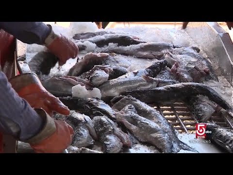 For 49 years, Boston Sword and Tuna has called Boston's Seaport District home