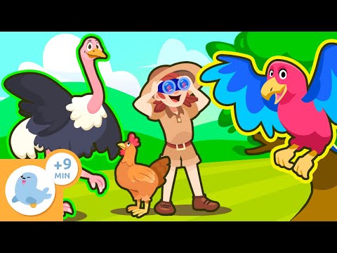 BIRDS for children 🐦🦜🐧🦆 Characteristics and curiosities