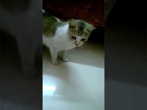 VIDEO OF A CUTE CAT NAMED PARI