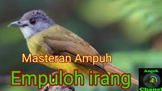 Download lagu Suara Burung Empuloh irang mp3