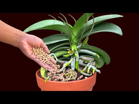 Sprinkle for 1 handful of seeds! Make sure each node grows a flower branch