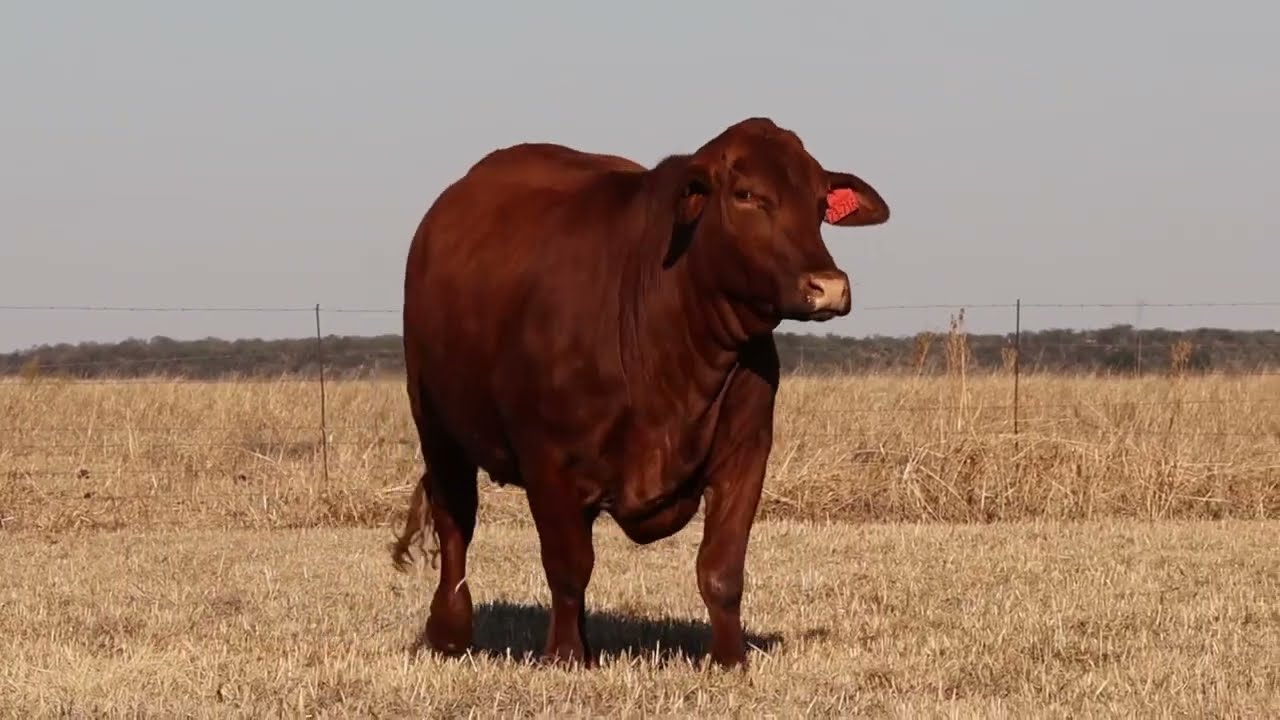 Lot 5&6 | HS23- 548 & HS23-716 | Bespreking