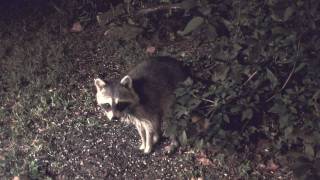 preview picture of video 'Raccoons eating sunflower seeds, Hawthorne, Fl.'
