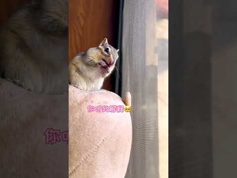 【#小松鼠普洱】这偷吃也不把嘴擦干净!#万物可爱计划 #给春日养宠支个招