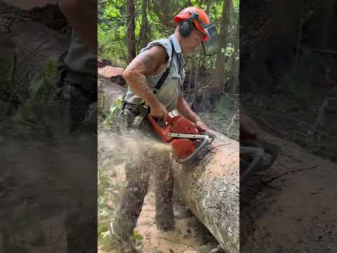 #husqvarna #394 #chainsaws #bucking #bekind #logger #firewood #treecutting