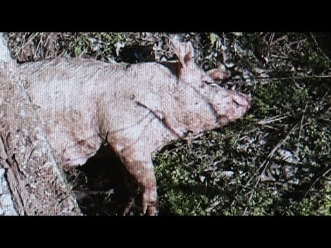 Info - Odjavljena zaraza afričke kuge svinja u Paraćinu (TV KCN 12.08.2021)