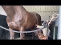 Sheath Cleaning How To Do It