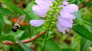 ムビる18494 20210731 001 ホシホウジャク hoshihoujaku