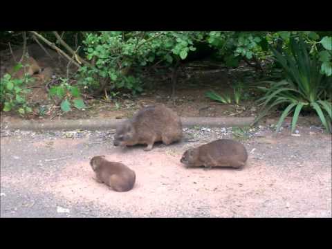 Mom Dassie Shows Kids How To Sandbath
