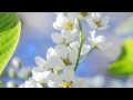 OMAR AKRAM - Angel of Hope