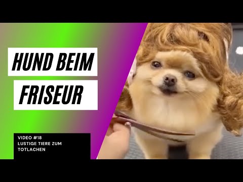 Hund beim Friseur ✂️🐶/ lustige Tiere/ lustige Hunde #18