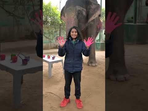 EleJungle video reel