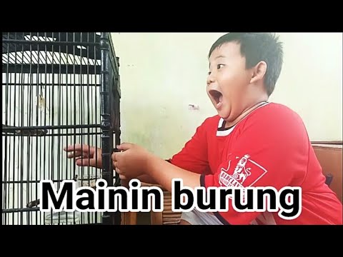 main-burung