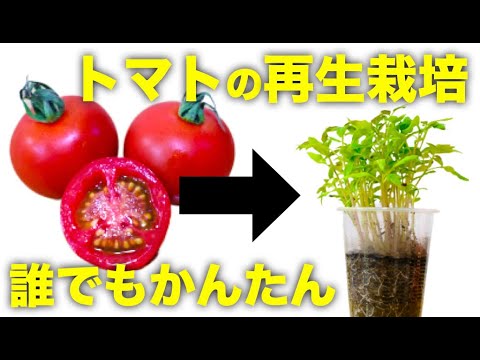 , title : '【再生野菜】スーパーのトマトを再生栽培する方法！種だけ植えると丸ごとより早く芽が出る【リボベジ】'