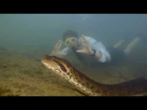 Cobra gigante de quase 8 metros é descoberta na Amazônia