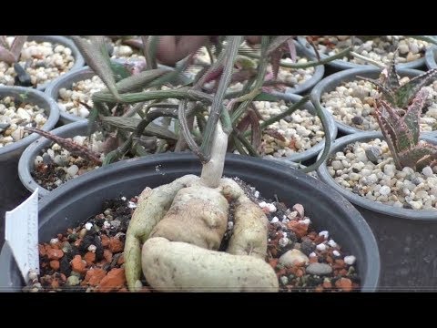 Monadenium rubellum пересадка размножение.