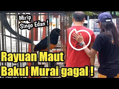 A Reckless Basket ‼️ Willing to Leave the Car for the Sake of this Murai