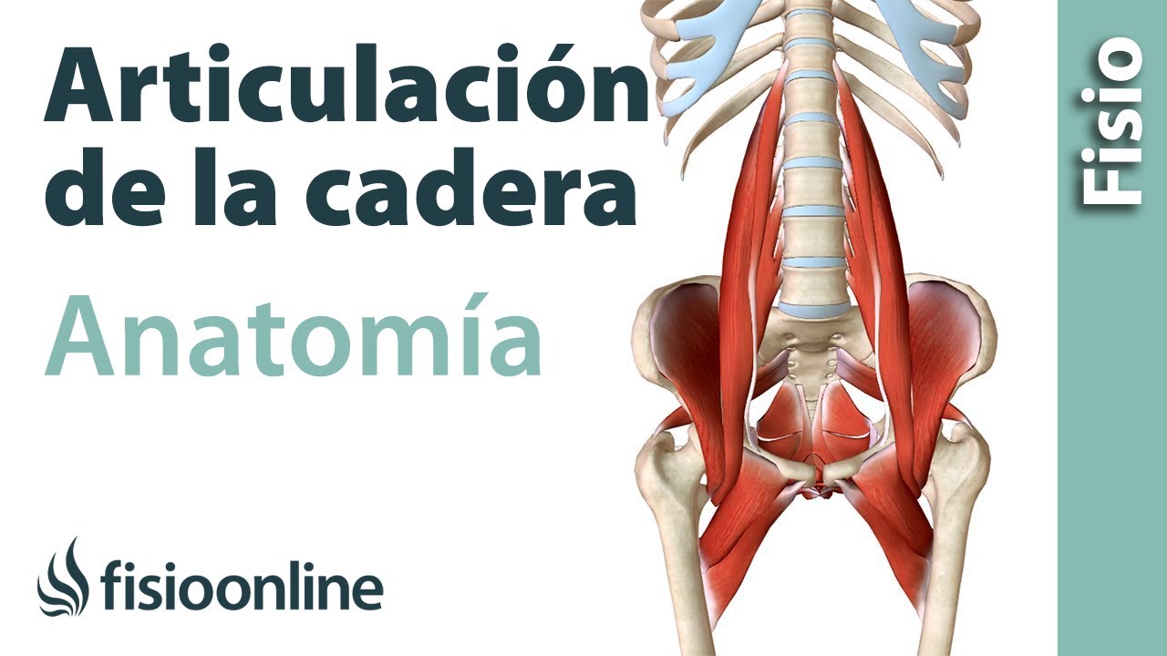 ARTICULACIÓN DE LA CADERA. Anatomía, huesos, ligamentos, movimientos y curiosidades.