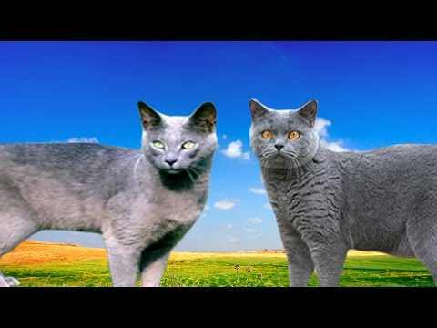 Russian Blue Cat vs British Shorthair - Differences Explained