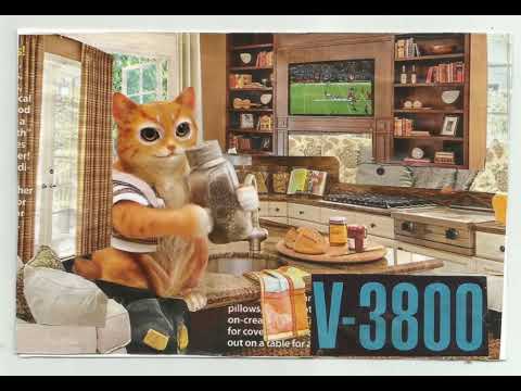 You all know that I like birds but I like cats too