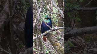 Download lagu नेपालको राष्ट्रिय चरा 'डाफे' 'Himalayan Monal' को बारेमा रोचक तथ्य ! mp3