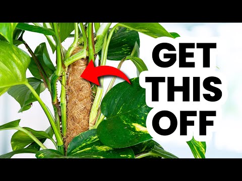 10 Common Mistakes To Avoid That Kill Pothos Plants