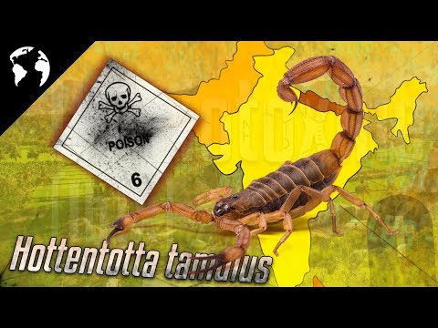 Le SCORPION le plus DANGEREUX au MONDE