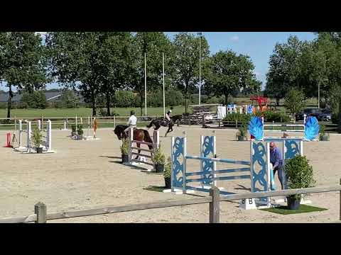 SOLD 7yo Starco (Starpower x Canstakko), Vragender