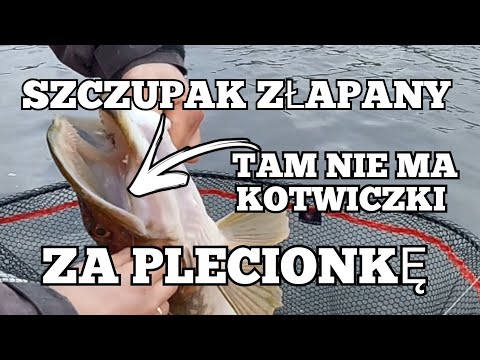 SZCZUPAK CUDEM WYHOLOWANY - PLECIONKA W PYSKU