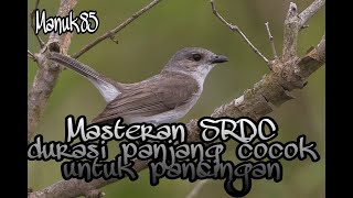 Download lagu masteran SRDC durasi panjang, cocok buat pancingan langsung gacor mp3